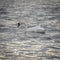 A white swan swimming in the river colored in blue and silver