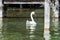 White swan swimming in the small harbor of the Starnberg lake