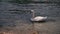 White swan swimming on the sunny day on the lake of Lugano in Switzerland