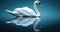 White swan swimming on the water
