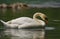 A white swan swimming in the water, in its stately pose