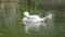 A white swan swims across the middle of the pond