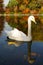 A white swan swims on the background of autumn leaves on a pond