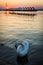 White swan swims on a calm lake at sunset, orange and golden sky.