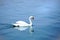 The white swan swims calmly on the blue surface of the water with reflection in the water