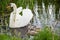 White swan swims with children on a lake