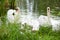 White swan swims with children on a lake