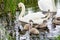 White swan swims with children on a lake