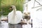 White swan swims with children on a lake