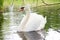 White swan swims with children on a lake