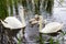 White swan swims with children on a lake