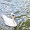 White Swan swims in the clear water of the lake