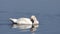 White swan swims in a lake