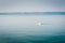 White swan swims on a lake in haze morning