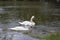 A white swan swims in a lake or pond when it rains, the water in the pond blooms