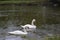 A white swan swims in a lake or pond when it rains, the water in the pond blooms