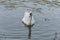 White swan swims in the lake with small turtles