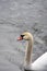 White swan swims on a pond.