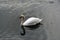 White swan swims on a pond.