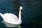 White swan swims on the pond