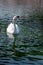 White swan swims on the pond.