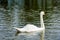 White swan swims in a pond in clear water among lotuses