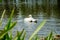 White swan swims in a pond in clear water among lotuses