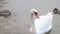 A white swan swims in a pond with ducks. The swan drinks water. Foggy morning on the lake with birds. The swan swims in