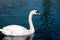 White swan swims on the pond in sunny day