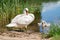 White swan and three cygnets in the pond