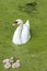 White swan with three ducklings swimming in duckweed