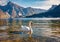 White swan on the Traunsee lake. Stunning autumn scene of Austrian alps  with Traunstein peak on background