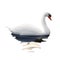 White Swan vector illustration