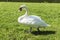 White swan walking on the grass in Bruges, Belgium