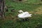 White swan walks on the green lawn.