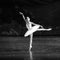 The white swan in the water-The second act evening Lakeside-ballet Swan Lake