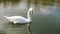 A white swan in a water waves with its tail