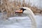 White swan winter