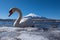 White swan in yamanaka lake