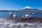 White swan in yamanaka lake
