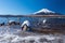 White swan in yamanaka lake