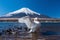 White swan in yamanaka lake