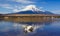 White Swan at Yamanaka lake, Yamanashi, Japan