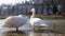 White swans