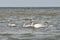 White Swans at the Baltic sea