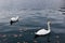 White swans in Bled lake. Fallen autumn leaves in water