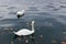 White swans in Bled lake. Fallen autumn leaves in water