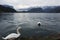 White swans in Bled lake. Fallen autumn leaves in water. Cloudy day