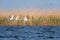 White swans colony on lake from in Danube Delta , Romania wildlife bird watching