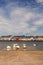 White swans colony in River Corrib Galway city, Ireland,  Warm sunny day.